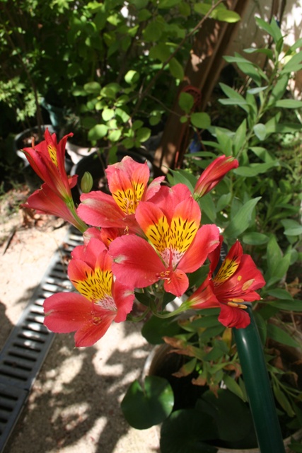Red Alstromeria flowers